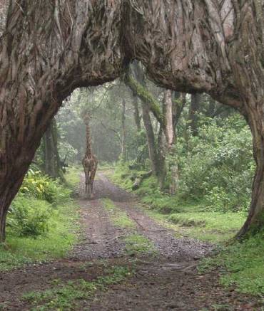 africa-travel-safari-arusha-national-park