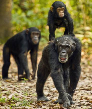 africa-travel-safari-gombe-national-park