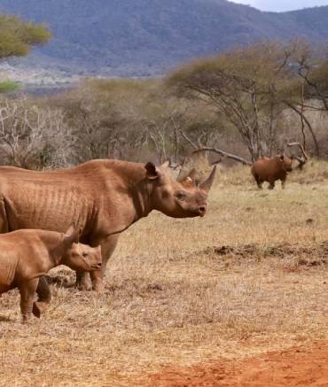 africa-travel-safari-mkomanzi