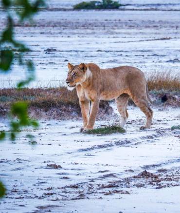africa-travel-safari-saadani