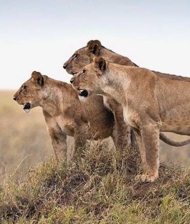 guide-2-1-serengeti-national-park