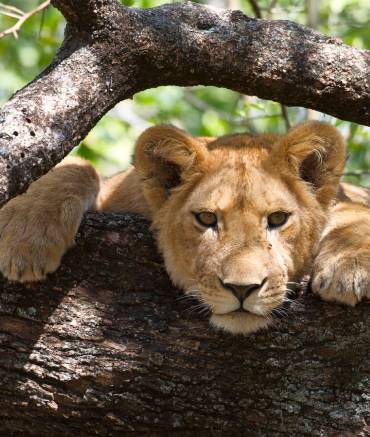 guide-2-2-manyara-national-park