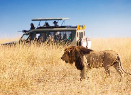 lion-at-serengeti-africa-travel